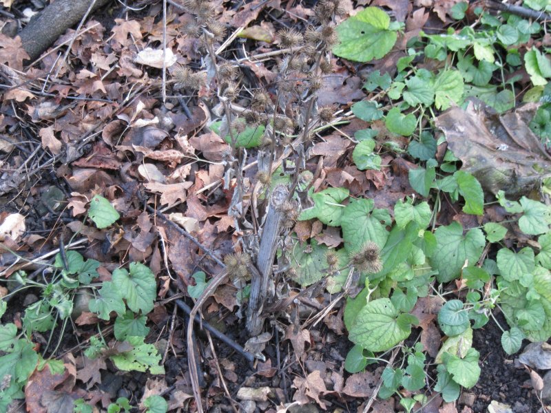 Burdock regrowth
